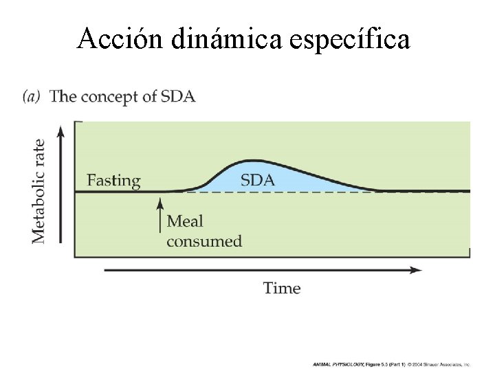 Acción dinámica específica 