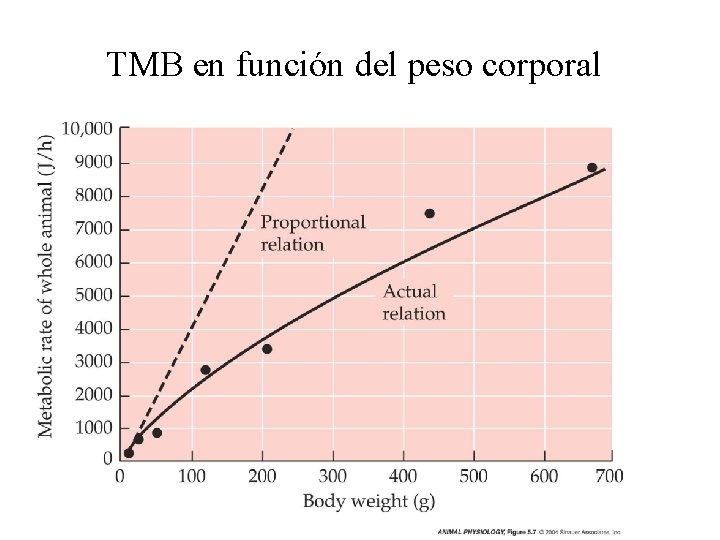 TMB en función del peso corporal 