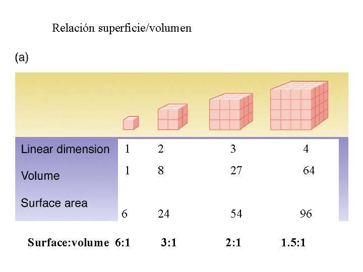 Relación superficie/volumen 1 2 3 4 1 8 27 64 54 96(16 x) 96