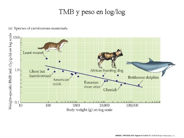 TMB y peso en log/log 