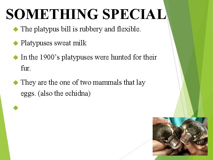SOMETHING SPECIAL The platypus bill is rubbery and flexible. Platypuses sweat milk In the