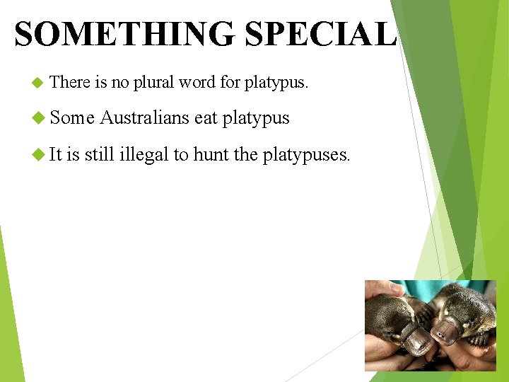 SOMETHING SPECIAL There is no plural word for platypus. Some It Australians eat platypus