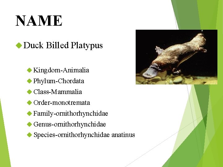 NAME Duck Billed Platypus Kingdom-Animalia Phylum-Chordata Class-Mammalia Order-monotremata Family-ornithorhynchidae Genus-ornithorhynchidae Species-ornithorhynchidae anatinus 