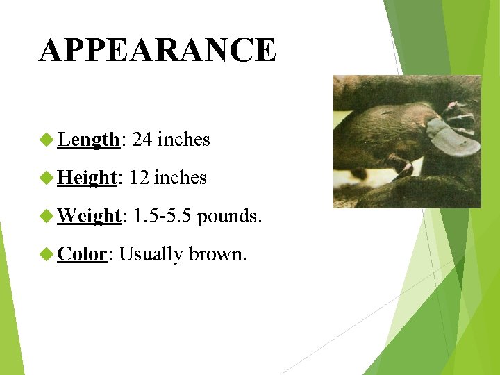 APPEARANCE Length: 24 inches Height: 12 inches Weight: 1. 5 -5. 5 pounds. Color: