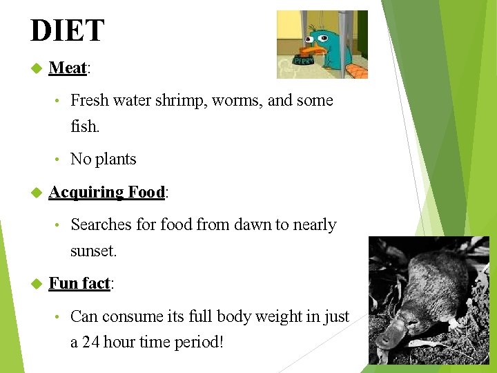 DIET Meat: • Fresh water shrimp, worms, and some fish. • No plants Acquiring