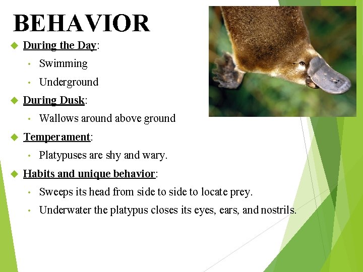 BEHAVIOR During the Day: • Swimming • Underground During Dusk: • Temperament: • Wallows