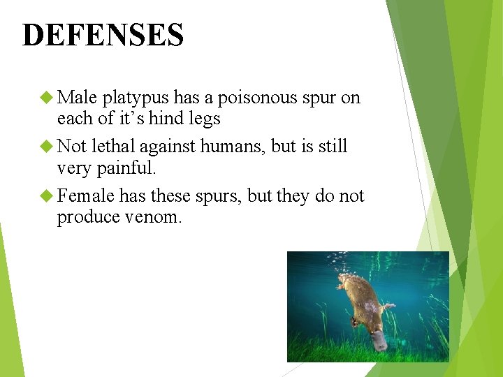 DEFENSES Male platypus has a poisonous spur on each of it’s hind legs Not