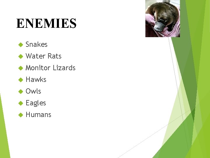 ENEMIES Snakes Water Rats Monitor Lizards Hawks Owls Eagles Humans 