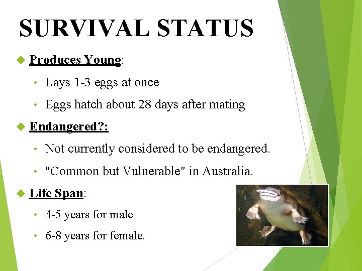 SURVIVAL STATUS Produces Young: • Lays 1 -3 eggs at once • Eggs hatch