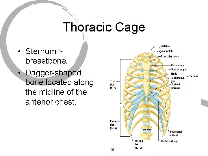 Thoracic Cage • Sternum ~ breastbone. • Dagger-shaped bone located along the midline of