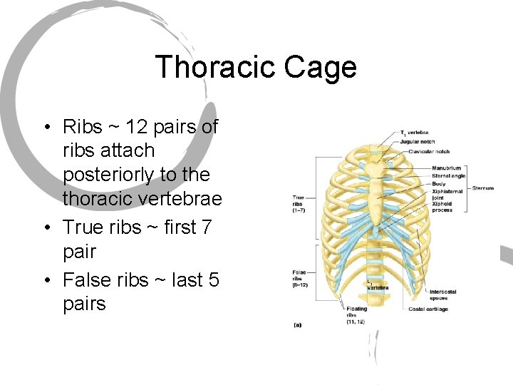 Thoracic Cage • Ribs ~ 12 pairs of ribs attach posteriorly to the thoracic