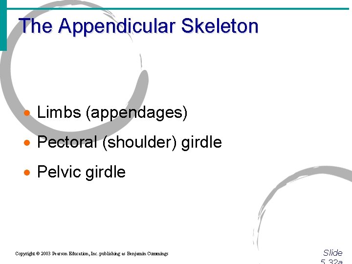 The Appendicular Skeleton · Limbs (appendages) · Pectoral (shoulder) girdle · Pelvic girdle Copyright