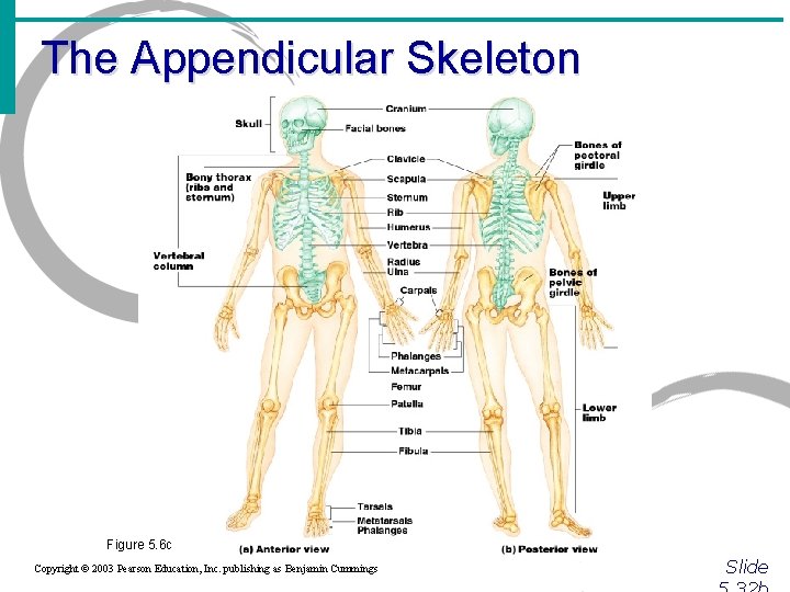 The Appendicular Skeleton Figure 5. 6 c Copyright © 2003 Pearson Education, Inc. publishing