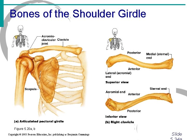 Bones of the Shoulder Girdle Figure 5. 20 a, b Copyright © 2003 Pearson