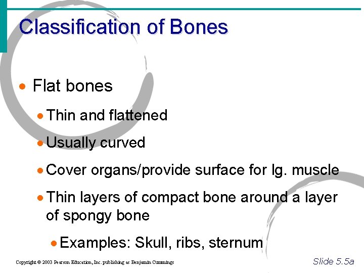 Classification of Bones · Flat bones · Thin and flattened · Usually curved ·