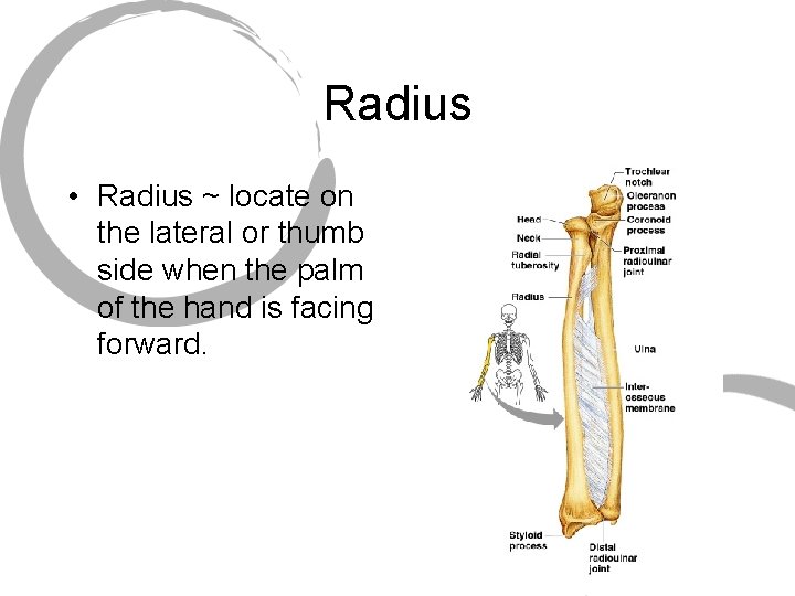 Radius • Radius ~ locate on the lateral or thumb side when the palm