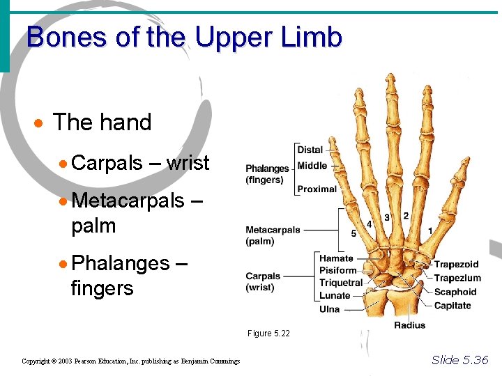 Bones of the Upper Limb · The hand · Carpals – wrist · Metacarpals