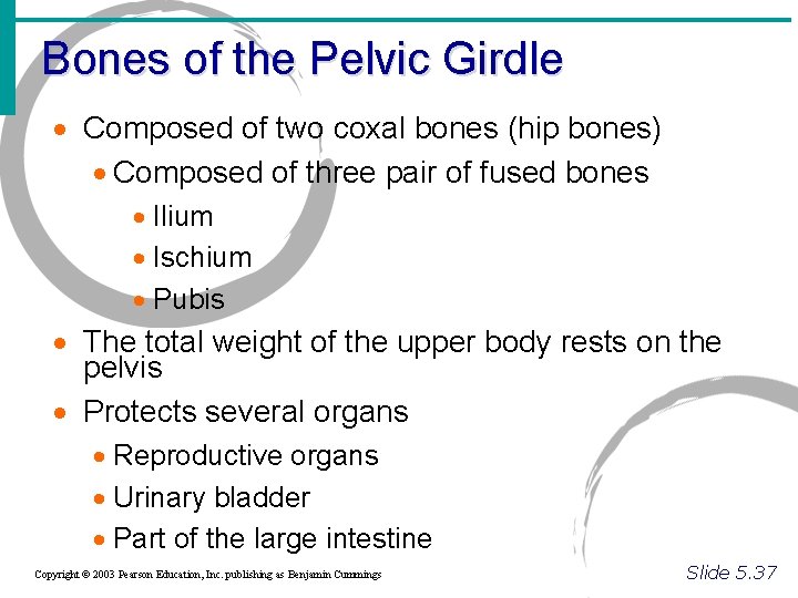 Bones of the Pelvic Girdle · Composed of two coxal bones (hip bones) ·