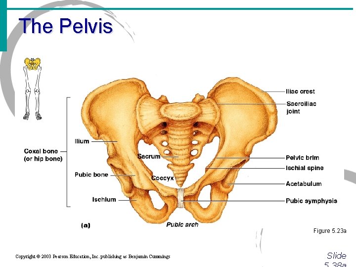 The Pelvis Figure 5. 23 a Copyright © 2003 Pearson Education, Inc. publishing as