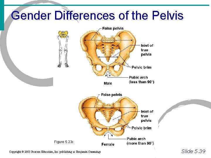 Gender Differences of the Pelvis Figure 5. 23 c Copyright © 2003 Pearson Education,