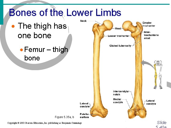 Bones of the Lower Limbs · The thigh has one bone · Femur –