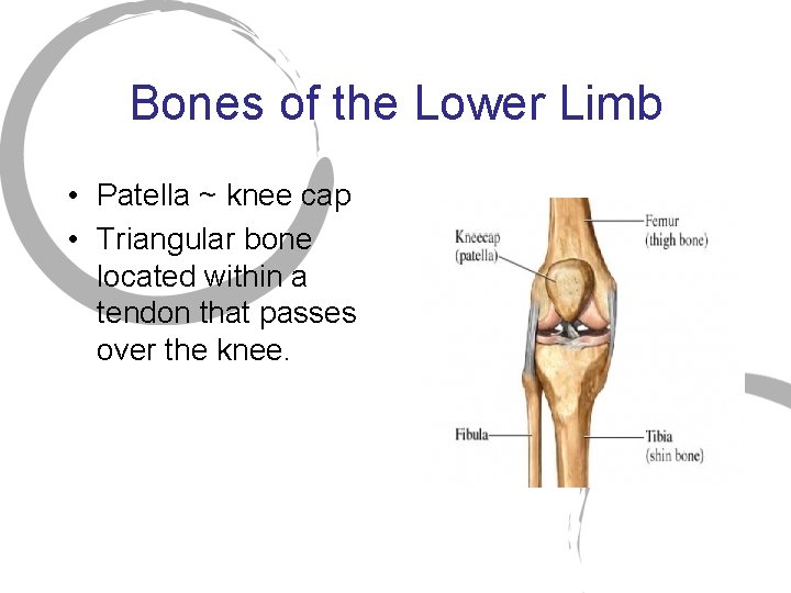 Bones of the Lower Limb • Patella ~ knee cap • Triangular bone located