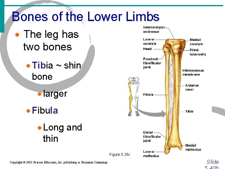 Bones of the Lower Limbs · The leg has two bones · Tibia ~