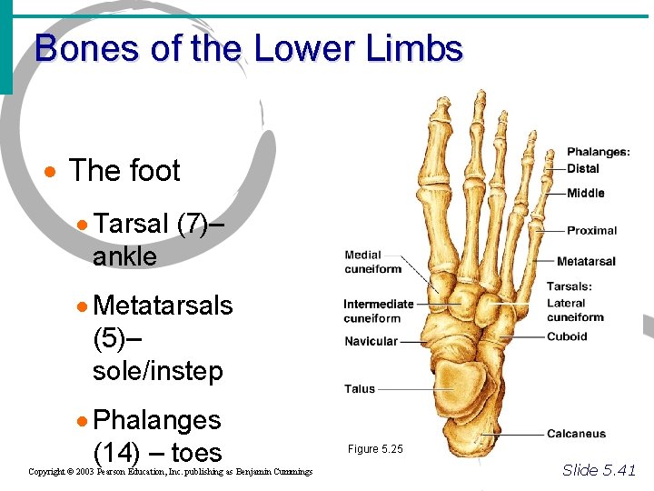 Bones of the Lower Limbs · The foot · Tarsal (7)– ankle · Metatarsals