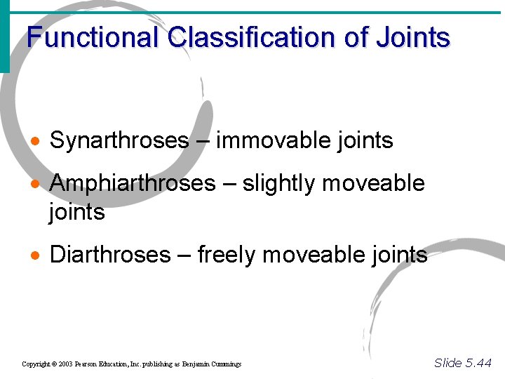 Functional Classification of Joints · Synarthroses – immovable joints · Amphiarthroses – slightly moveable