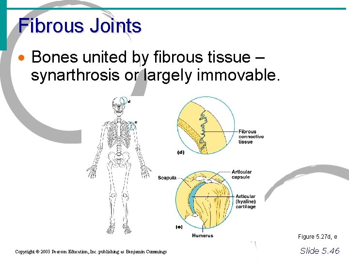 Fibrous Joints · Bones united by fibrous tissue – synarthrosis or largely immovable. Figure