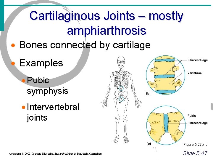 Cartilaginous Joints – mostly amphiarthrosis · Bones connected by cartilage · Examples · Pubic