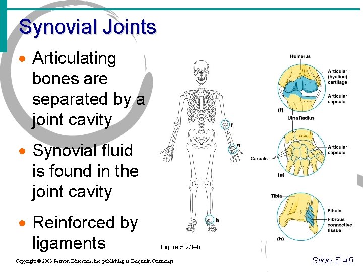Synovial Joints · Articulating bones are separated by a joint cavity · Synovial fluid