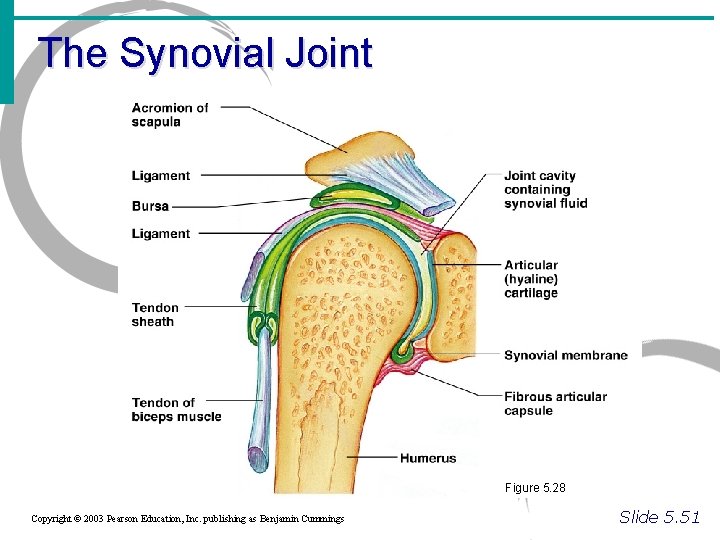 The Synovial Joint Figure 5. 28 Copyright © 2003 Pearson Education, Inc. publishing as