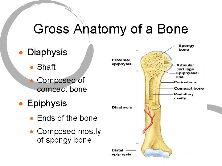 Gross Anatomy of a Bone · Diaphysis · Shaft · Composed of compact bone