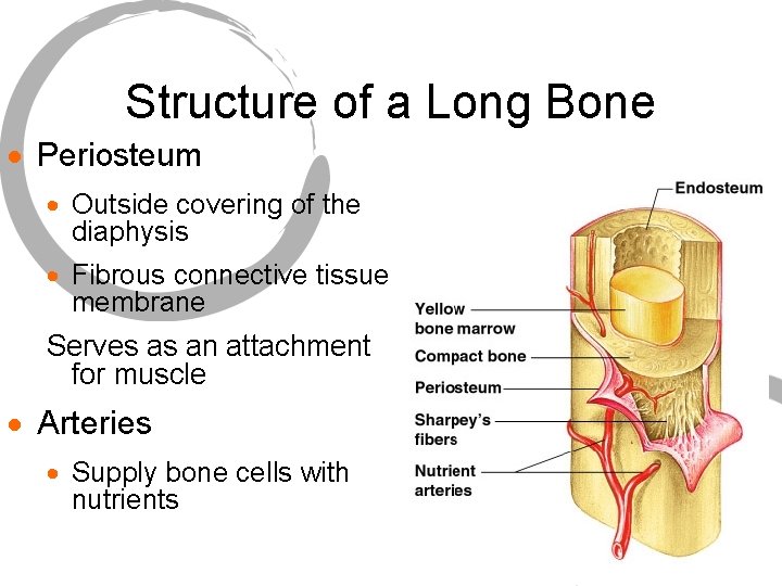 Structure of a Long Bone · Periosteum · Outside covering of the diaphysis ·