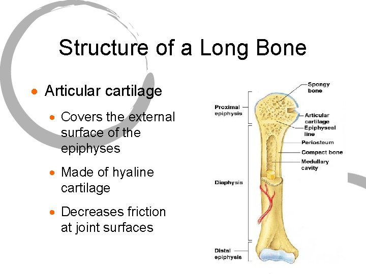 Structure of a Long Bone · Articular cartilage · Covers the external surface of