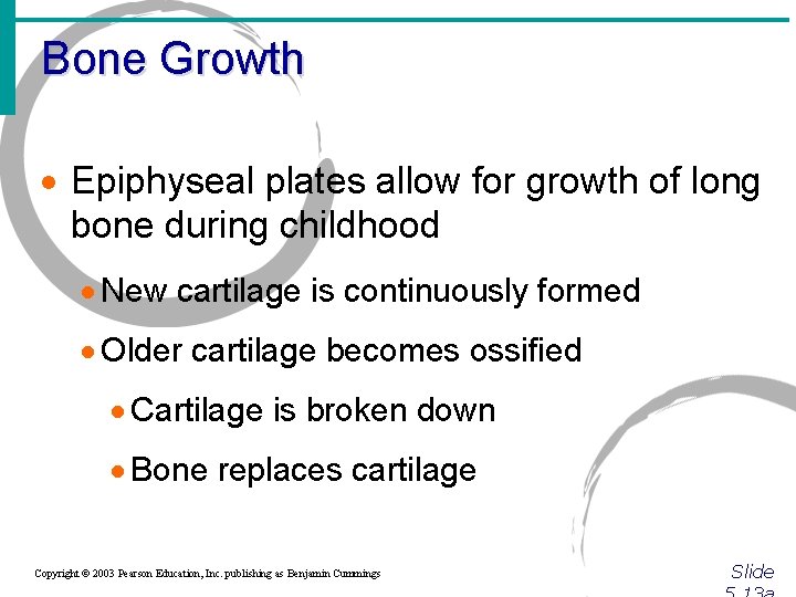 Bone Growth · Epiphyseal plates allow for growth of long bone during childhood ·