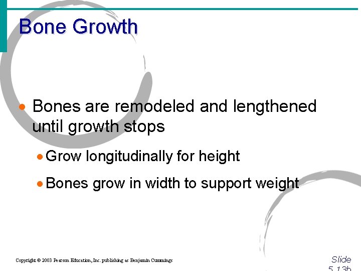 Bone Growth · Bones are remodeled and lengthened until growth stops · Grow longitudinally