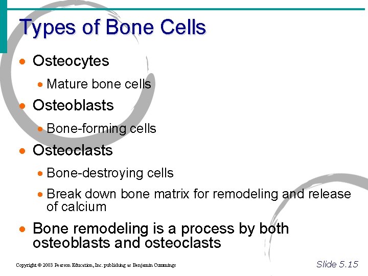 Types of Bone Cells · Osteocytes · Mature bone cells · Osteoblasts · Bone-forming