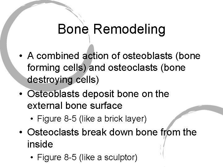 Bone Remodeling • A combined action of osteoblasts (bone forming cells) and osteoclasts (bone