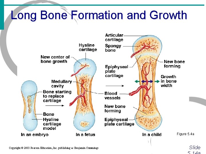 Long Bone Formation and Growth Figure 5. 4 a Copyright © 2003 Pearson Education,