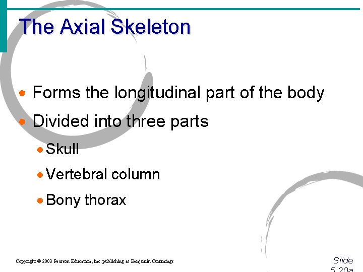 The Axial Skeleton · Forms the longitudinal part of the body · Divided into