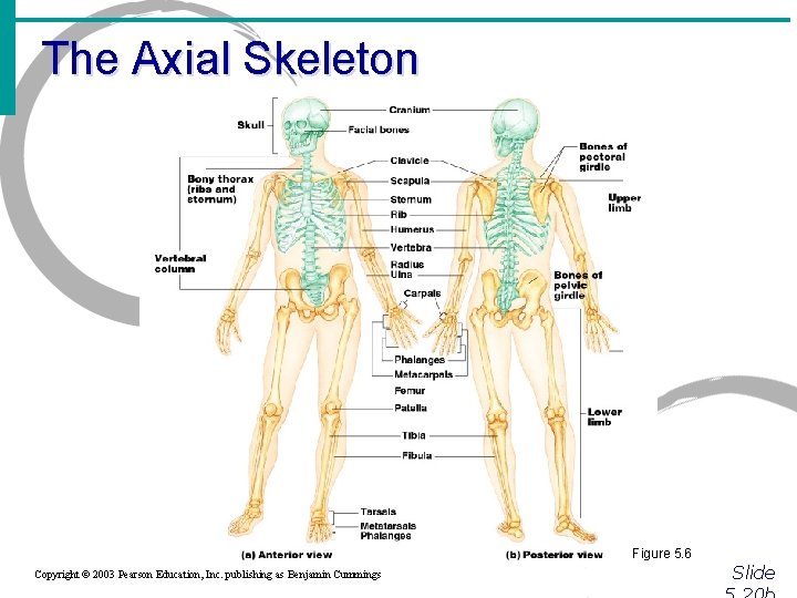 The Axial Skeleton Figure 5. 6 Copyright © 2003 Pearson Education, Inc. publishing as