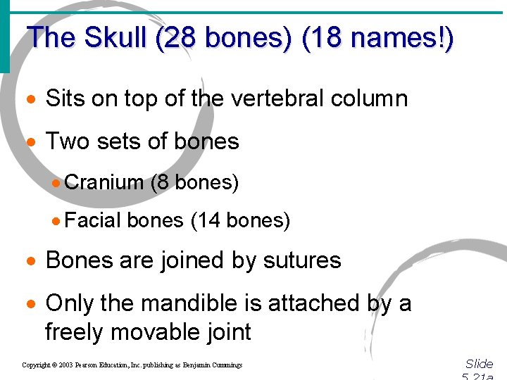 The Skull (28 bones) (18 names!) · Sits on top of the vertebral column