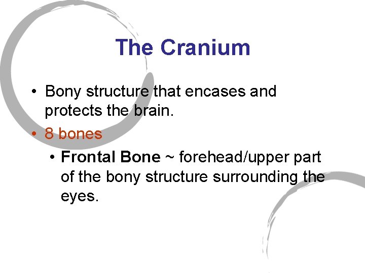 The Cranium • Bony structure that encases and protects the brain. • 8 bones