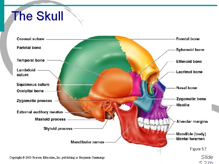 The Skull Figure 5. 7 Copyright © 2003 Pearson Education, Inc. publishing as Benjamin