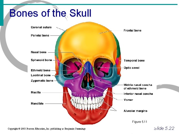 Bones of the Skull Figure 5. 11 Copyright © 2003 Pearson Education, Inc. publishing