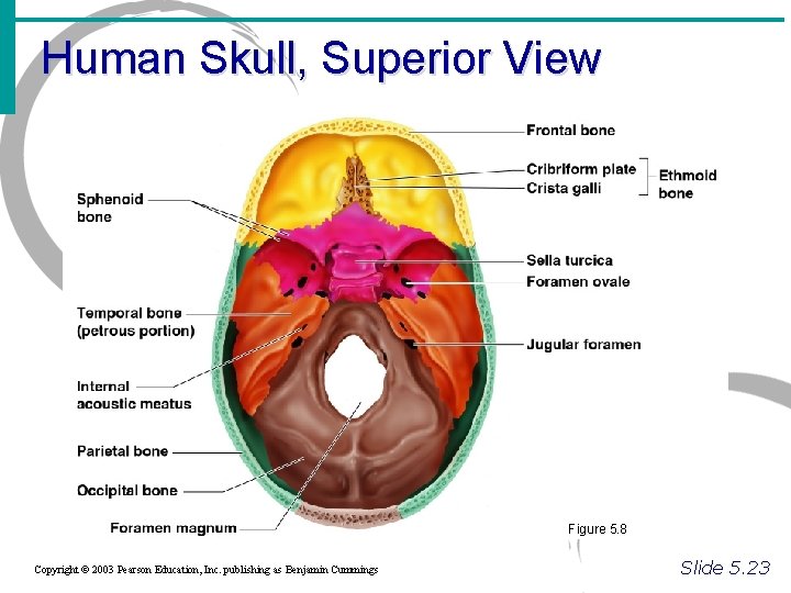 Human Skull, Superior View Figure 5. 8 Copyright © 2003 Pearson Education, Inc. publishing