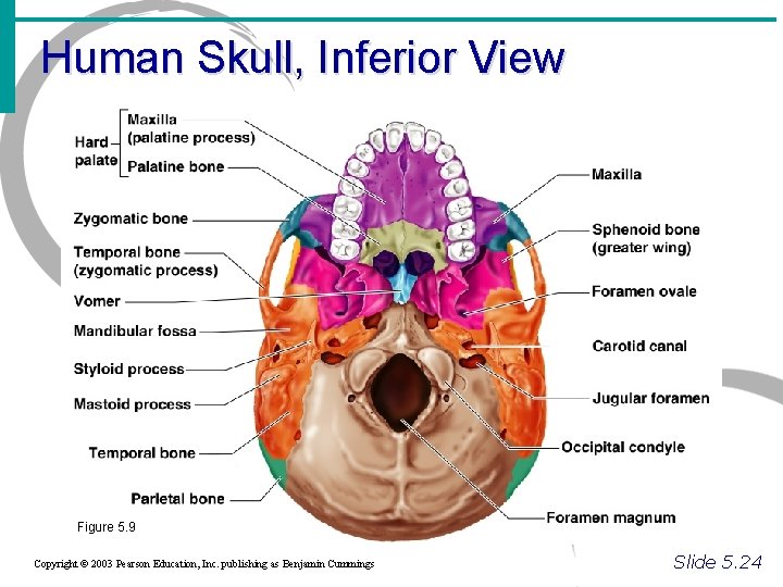 Human Skull, Inferior View Figure 5. 9 Copyright © 2003 Pearson Education, Inc. publishing