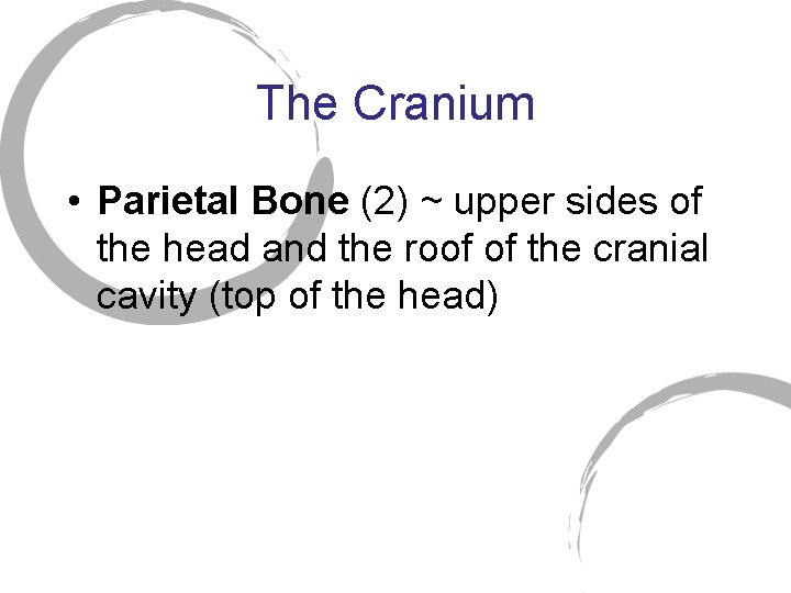 The Cranium • Parietal Bone (2) ~ upper sides of the head and the